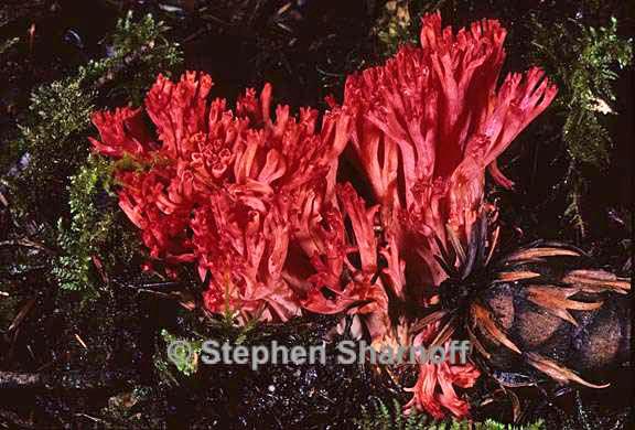 ramaria aeriospora 2 graphic